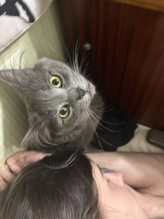 Котик,хлопчик , 9 місяців, кастрований