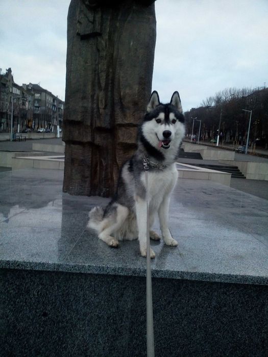 Симпатичный мальчик ищет подружку для вязки.