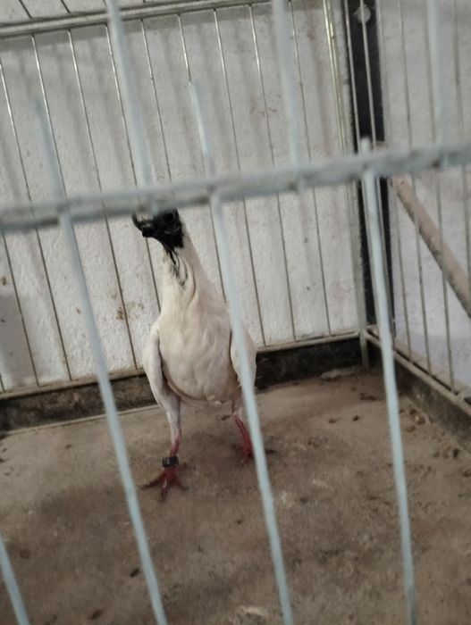 Szek polski samica