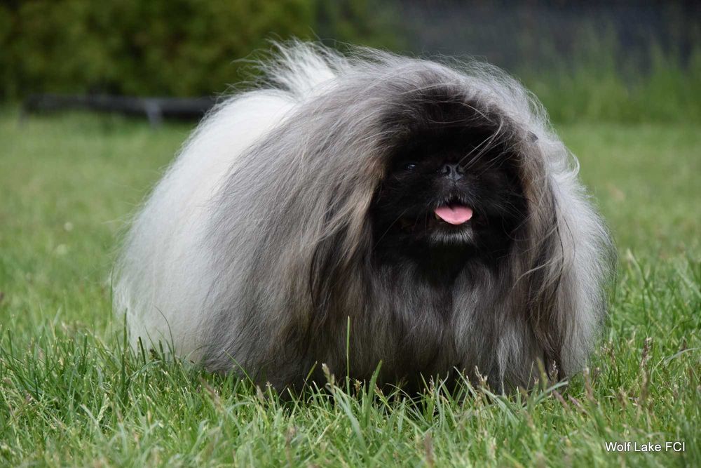 Pekińczyk ZKwP / FCI prawdziwy rodowód