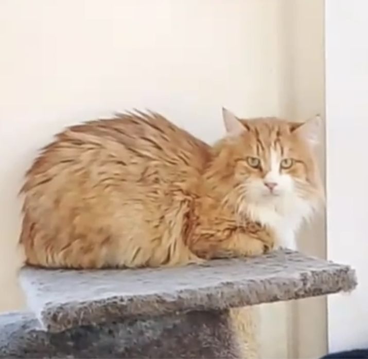 Красавец кот Лисёнок ищет семью