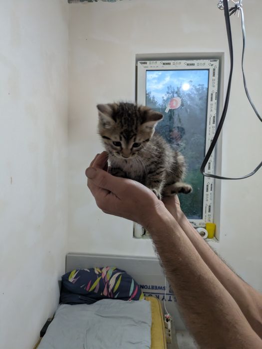 Віддам котят в гарні руки