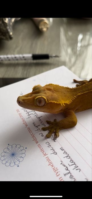 Gekon orzęsiony samiec RED