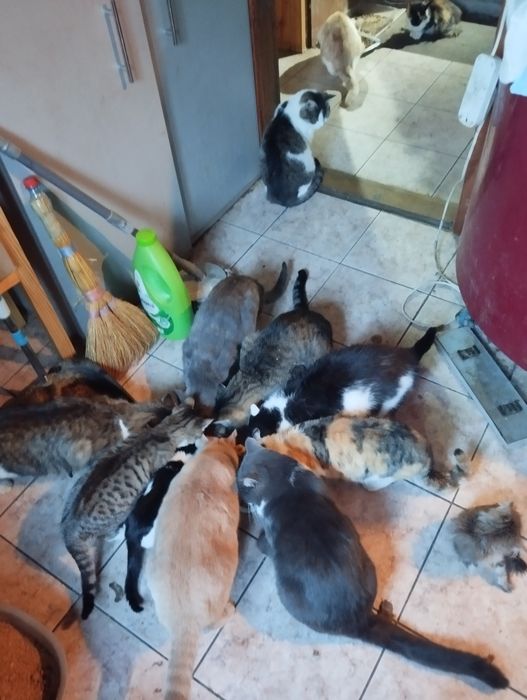 Прийму в дар для притулку з котиками .