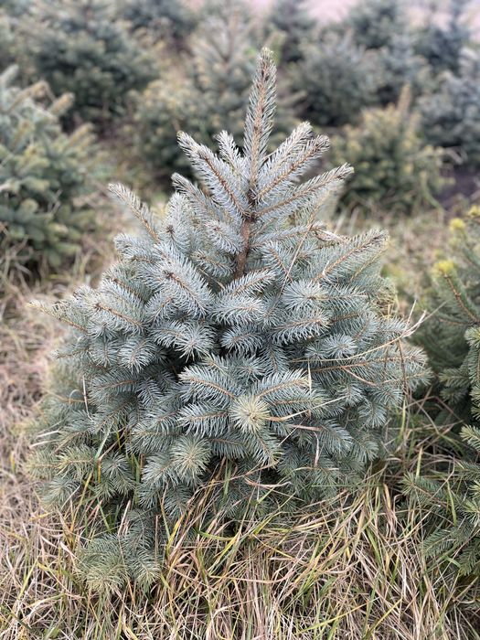 Ялинка блакитна кайбаб