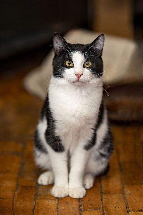 Отдам даром в добрые руки черно-белого котика