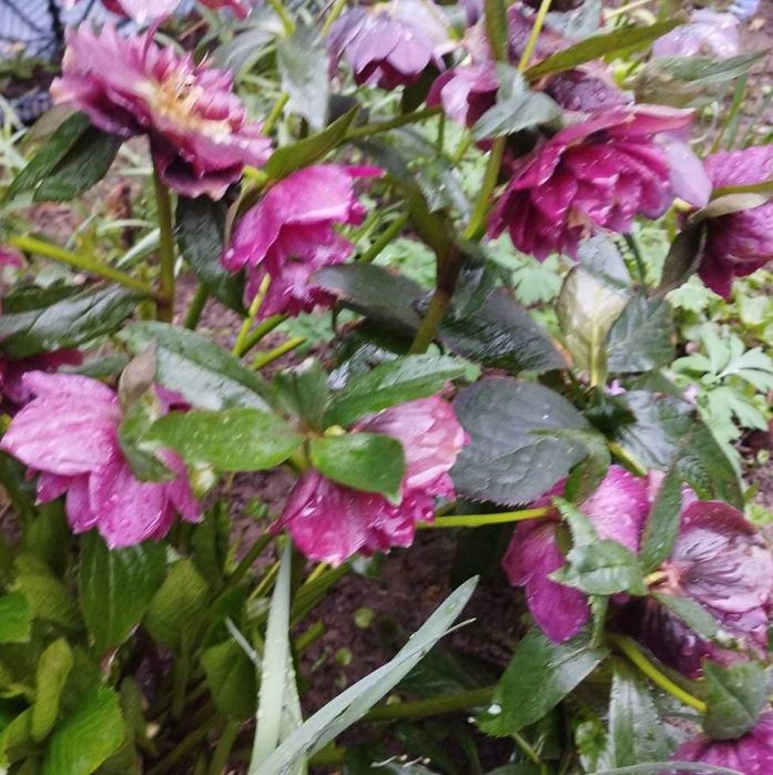 Морозник -Чемерник