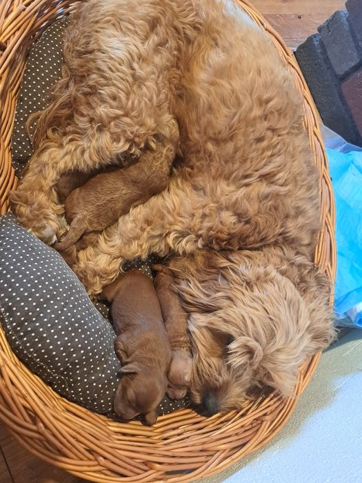 Cavapoo suczka rodowód  chip