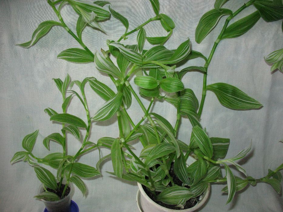 бегония вечноцветущая