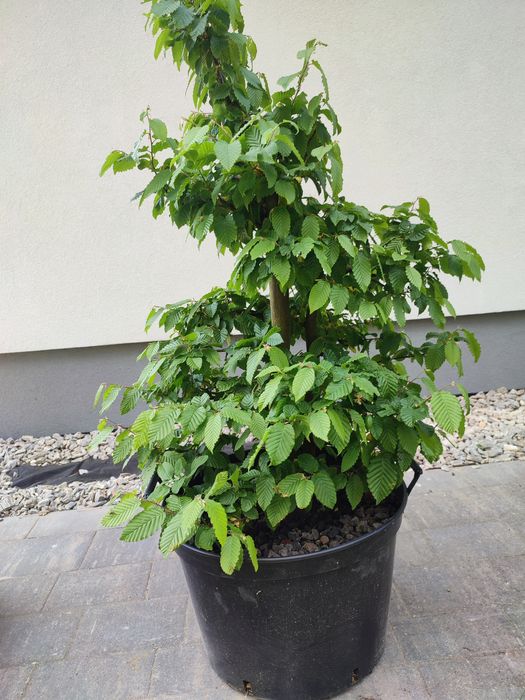 Grab pospolity pre bonsai