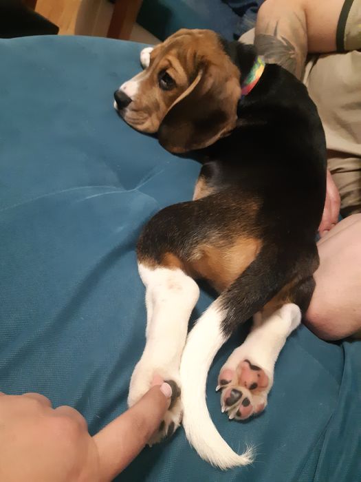 Случка, вязка бигль.