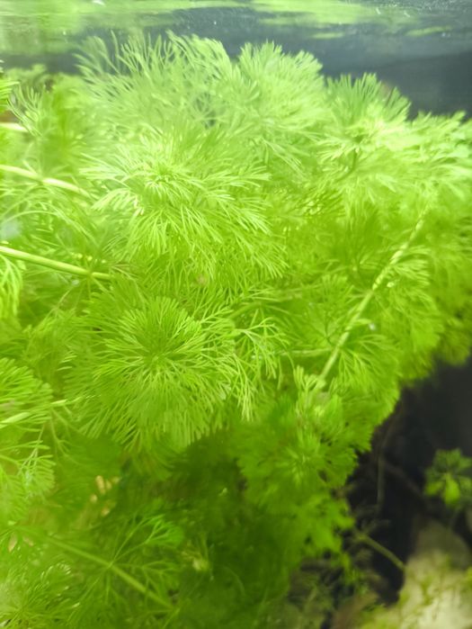 Limnophila sessiliflora