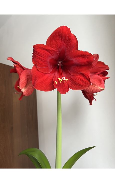 Продам вазон гіппеаструм(лілія)