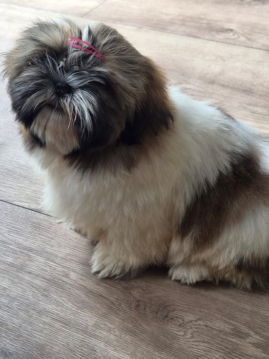 Shih tzu/Uroczy maluszek