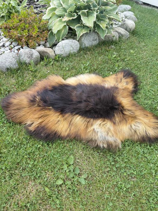 Skóra Owcza Długi Włos Podpalana Naturalna