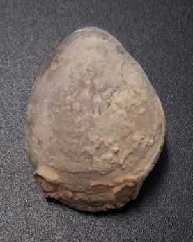 Lote de 10 Fósseis : Amonites, Belemnite, Gastrópode