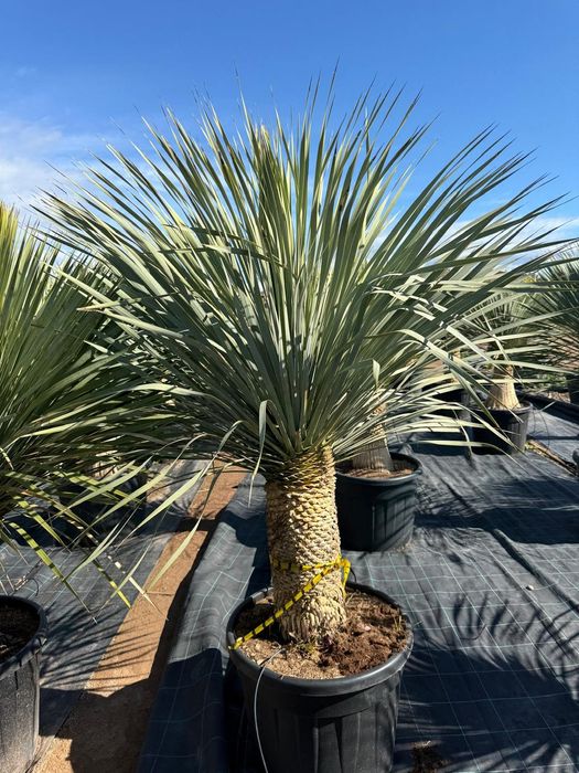 Yucca Rostrata juka roślina egzotyczna Palma mrozoodporna Trachycarpus