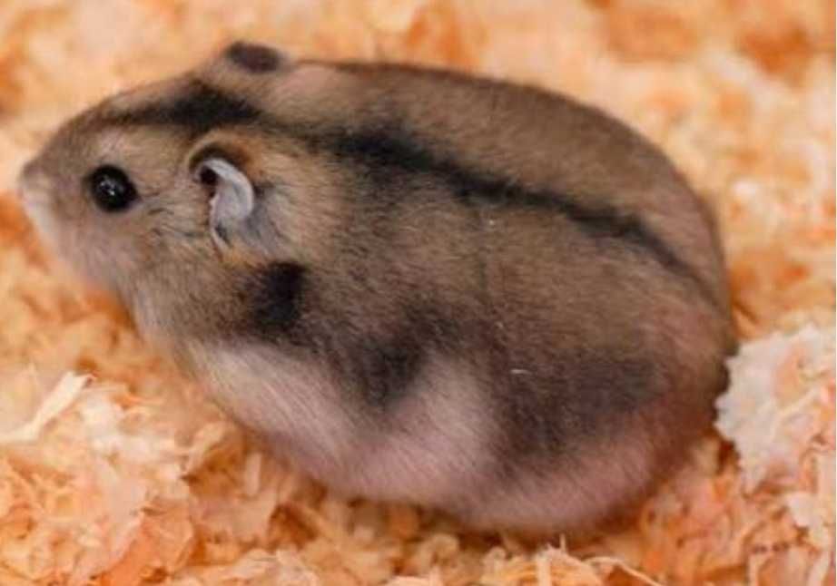 Джунгарські хом'ячки