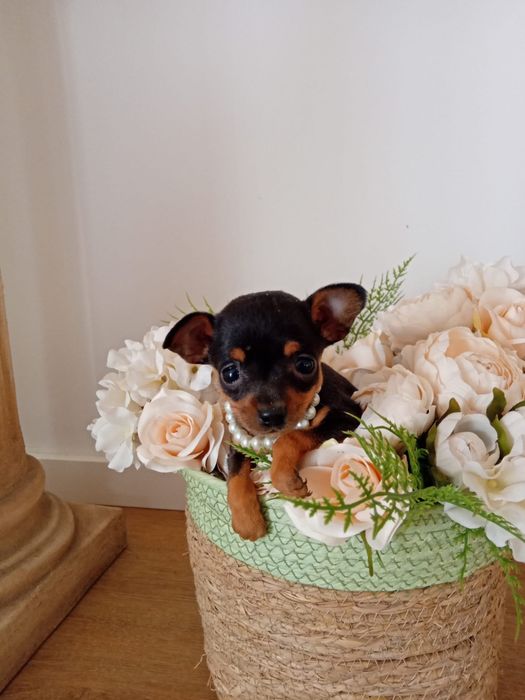 Pinscher Miniatura