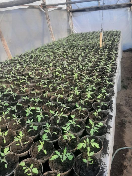 Sadzonki flance pikówka Pomidora Malinowego i Bawole Serca
