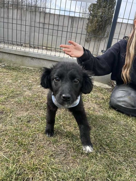 Suczka szczenię do adopcji