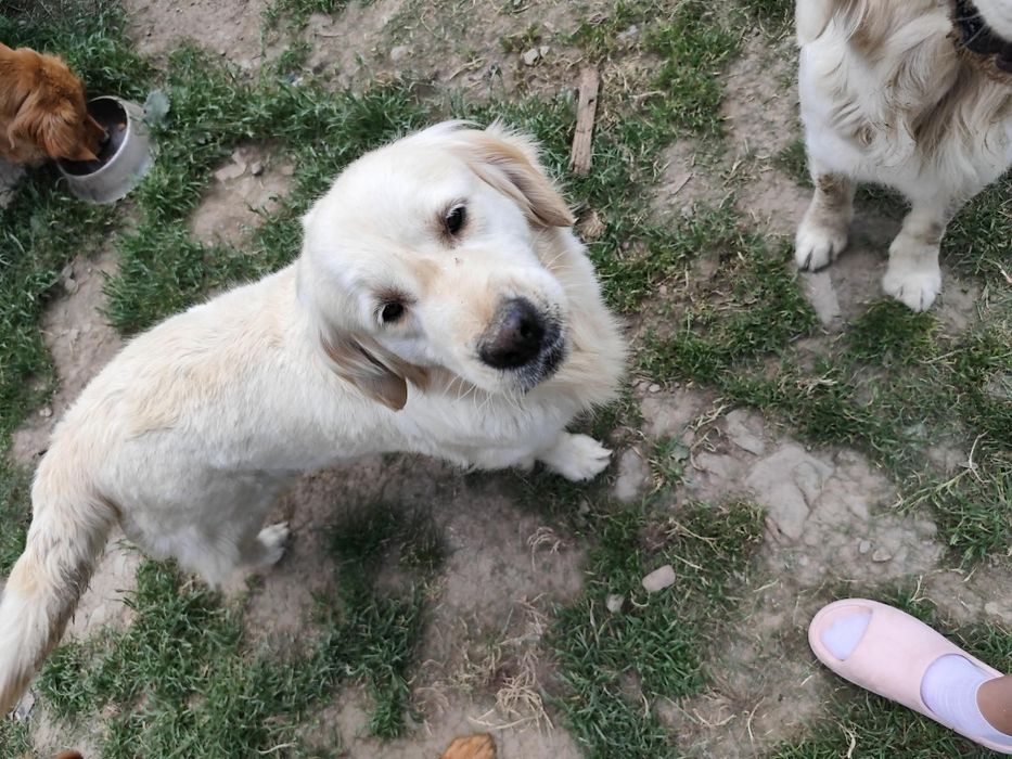 Golden Retriever sunia