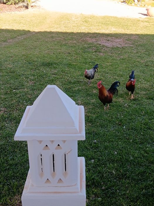 Vendo garnizes bonitos