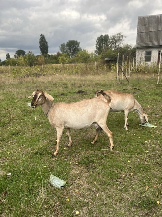 3 Нубійські кози на продаж