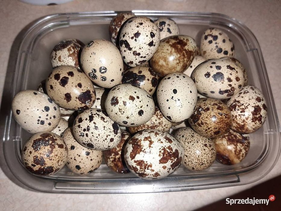 Sprzedam jajka przepiórcze