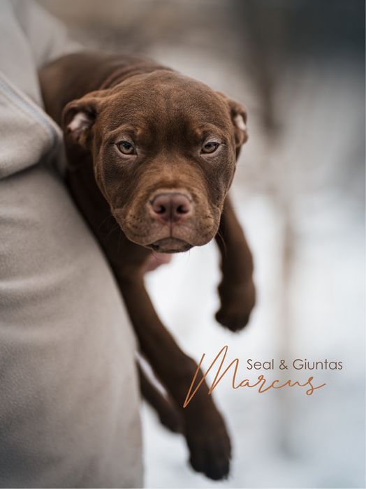 Пітбуль хлопчик Мартінс та Кевін