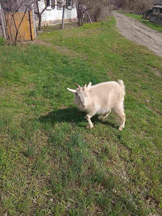 Козы зааненской породы