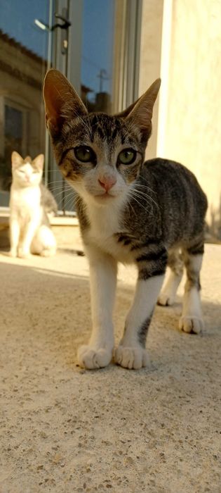 Gatinhos para adoção responsável