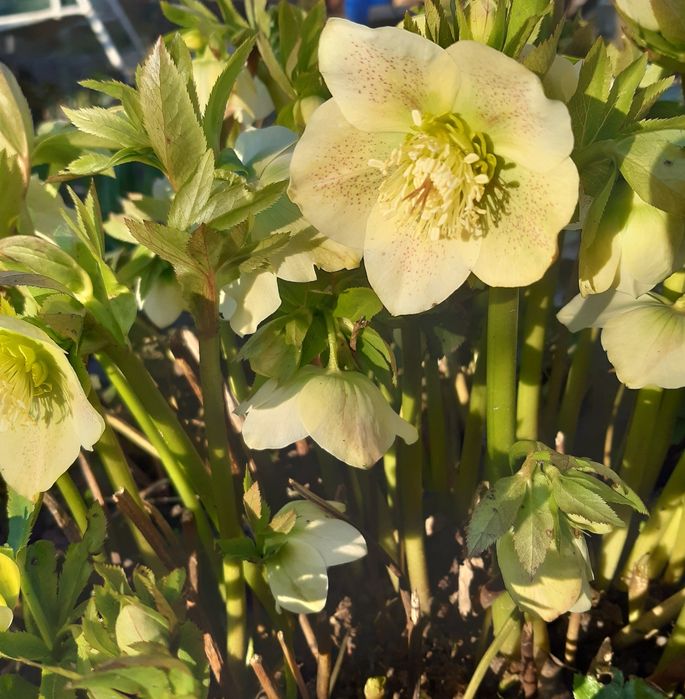 Гортензія  аконіт анемон  багаторічники