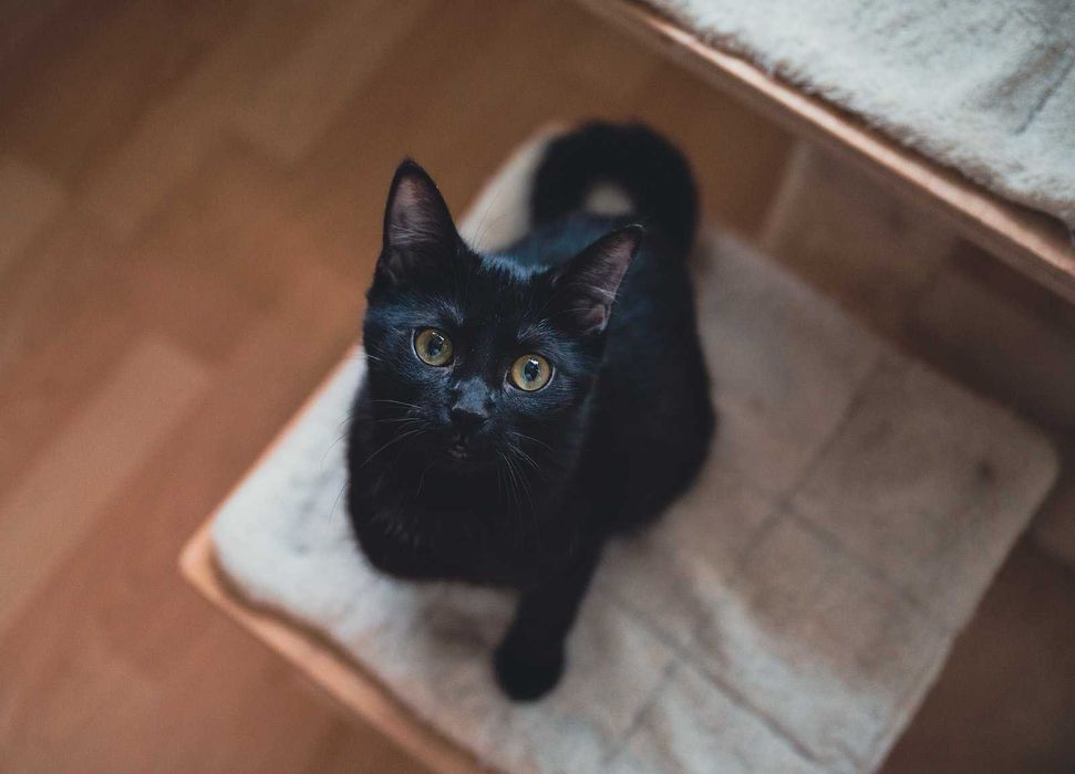 Kotka do adopcji - ADORA, 1rok