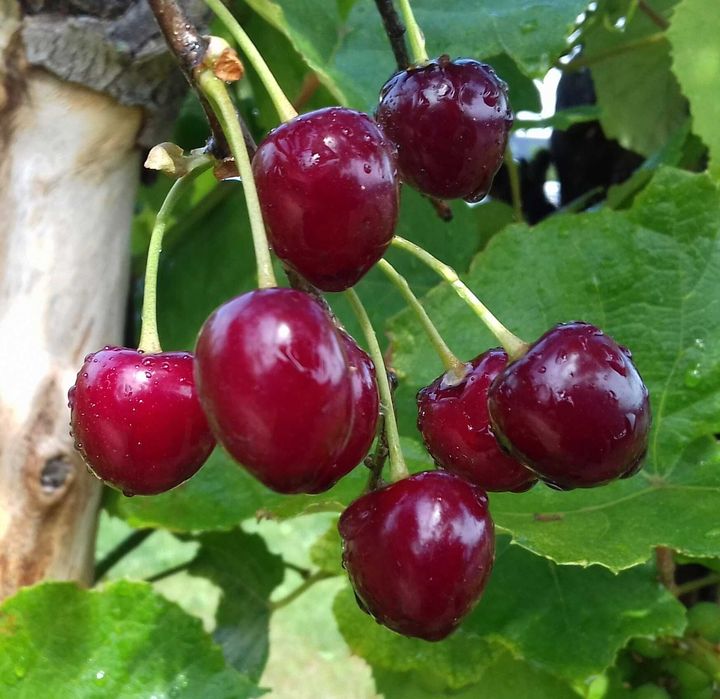 Sok z wiśni wiśniowy BEZ DODATKU CUKRU 100% domowy 500 ml