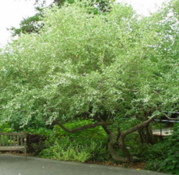 OLIWNIK BALDASZKOWY - sadzonki w doniczkach UNIKAT
