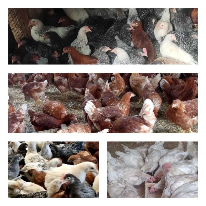 Продам кури несушки! Доставка безкоштовна. Зміїв