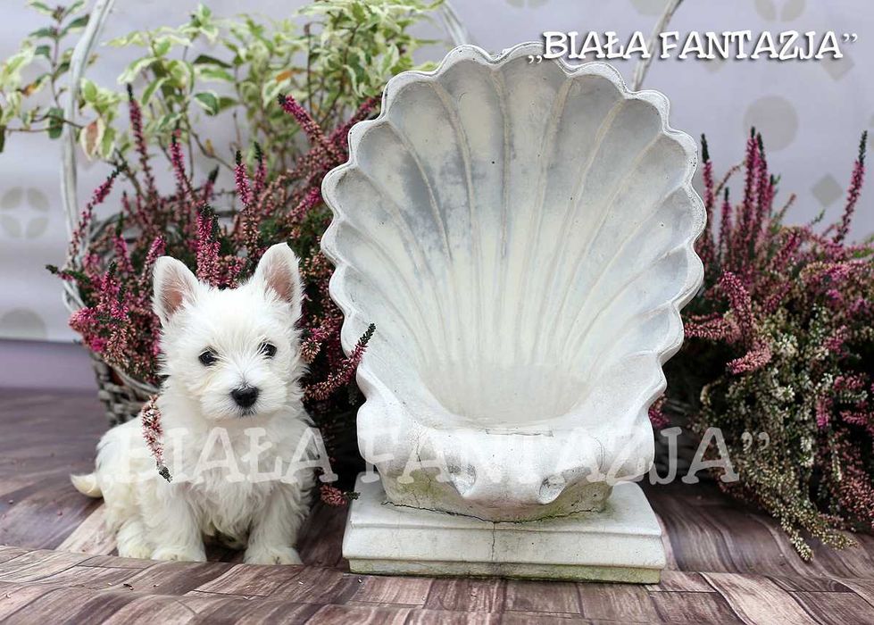 West Highland White Terrier - szczeniaki
