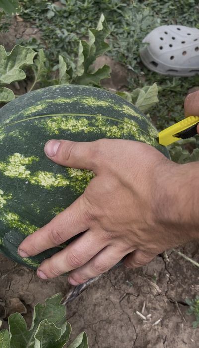 продам кавун оптом) сорт лузітана, солодкий, червоний, гарний кавунчик, є великі обʼєми) чекаємо на всіх!!!
