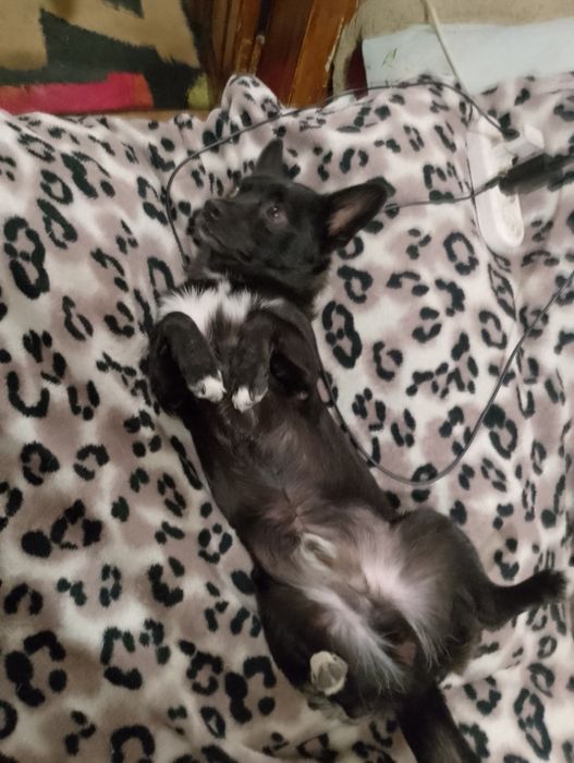 Вязка кабеля. Красавчик ищет сучечку)