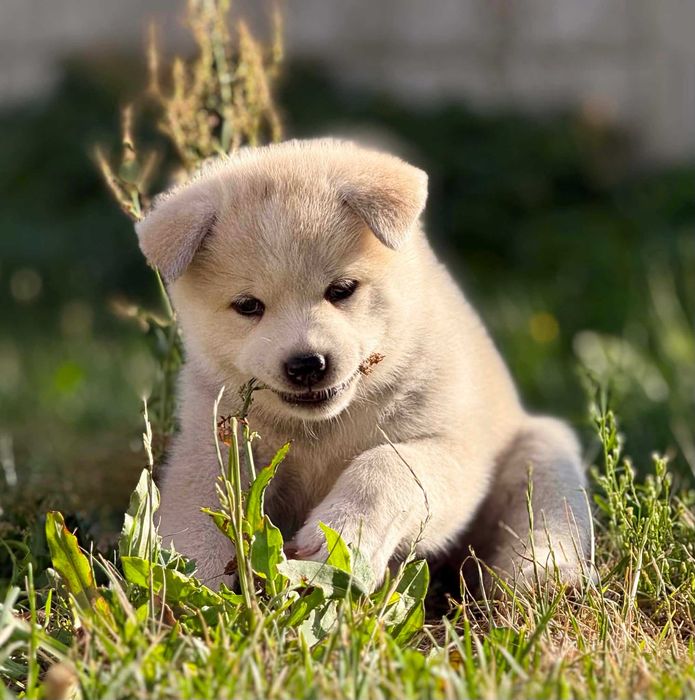 Akita Japońska*Suczka*Hodowla ZKwP