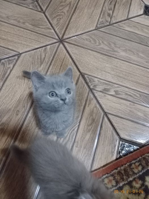 Продам шотландського хлопчика та дівчинку