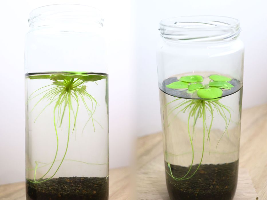 Plantas para aquário - Ludwigia, Hygrophila, Lindernia.