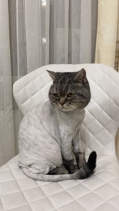 Стрижка котиків, грумінг котів Крюківщина, Вишневе,Білогородка