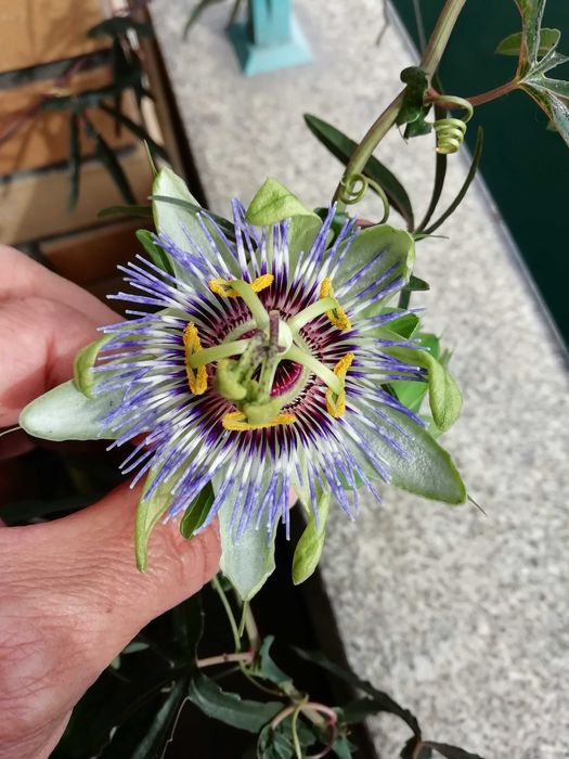 Plantas de maracujá roxo