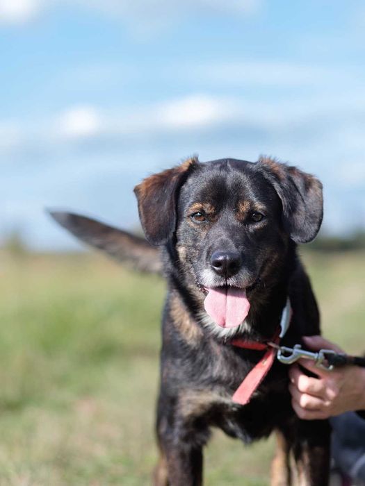 Adoptuj cudownego OZZYEGO!