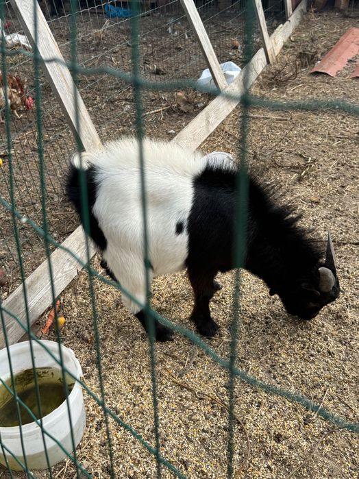 Vender cabras anâs