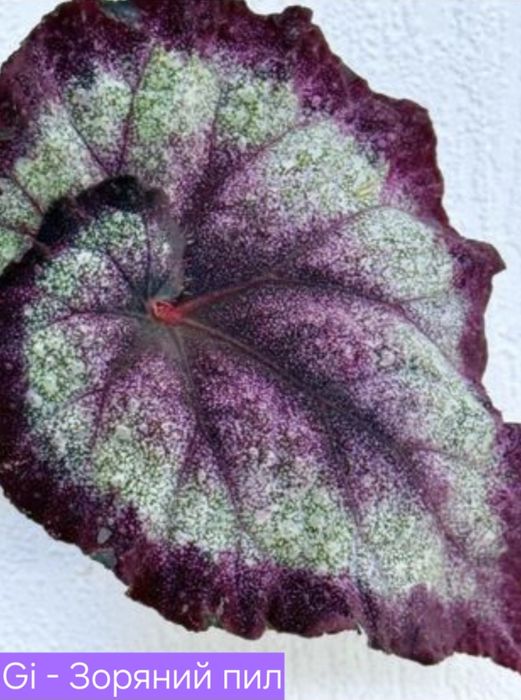 Бегонии сортовые детки