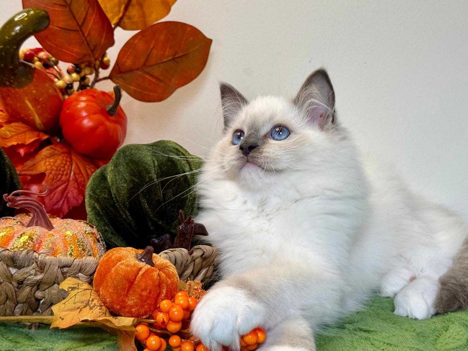 Ragdoll śliczny kocurek do odbioru