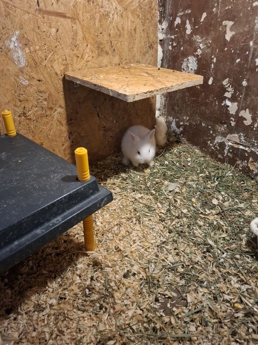 Coelhos anões-1kg em adulto. Criados em ambiente familiar.